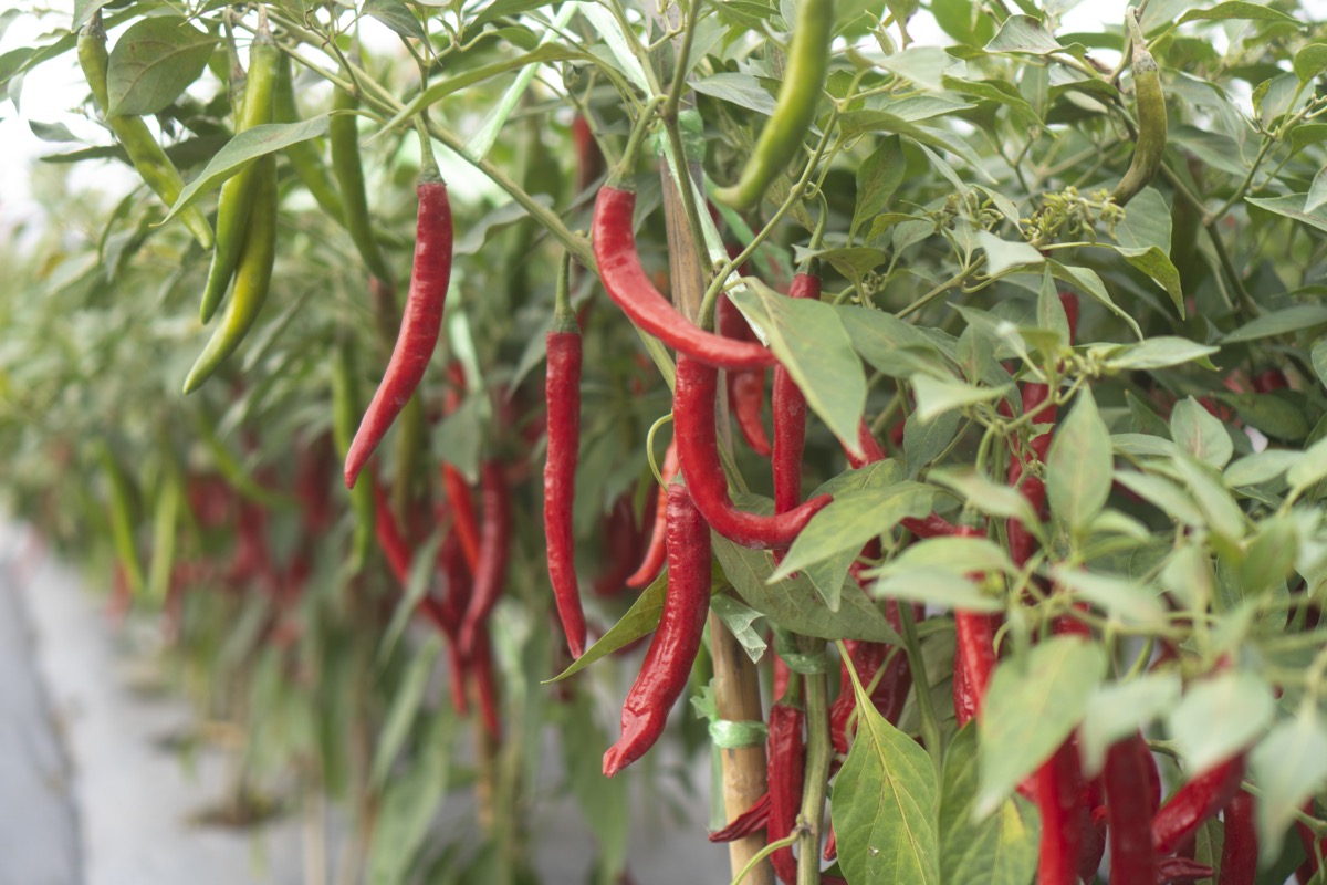 Chili Export Process